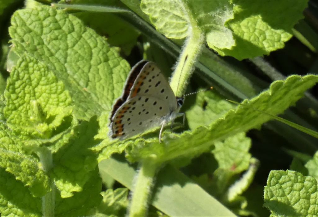 Lycaena tityrus, maschio